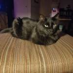 Tina Cain Profile Picture